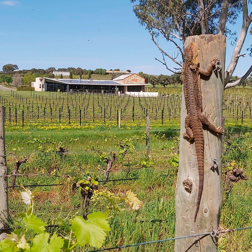 https://www.vinocorpperu.com/images/bodegas/angove/Habitat natural para los animales-min.jpg